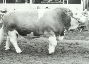 SACOMBE ROCHESTER - "A complete meat machine" 