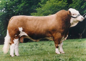 SACOMBE SHAMUS - "A real cow breeder"