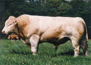 IMPORTANT (IMP F 95) - "Combining meat and milk"