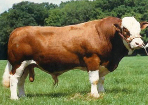 SACOMBE ROCHESTER - "A complete meat machine" 