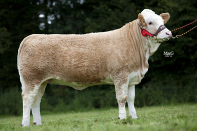 Sacombe Corona Kleeb 400px