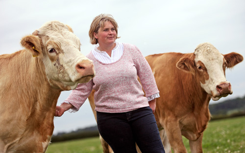 Sacombe Simmentals