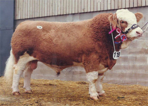 Sacombe Wishful Thinking - "The Full Package"