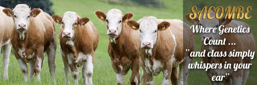 Sacombe Simmentals - Where Genetics Count! 