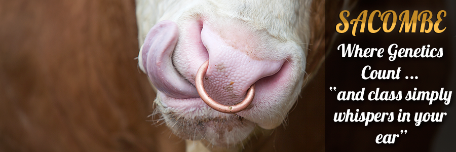 Sacombe Simmentals - Where Genetics Count! 