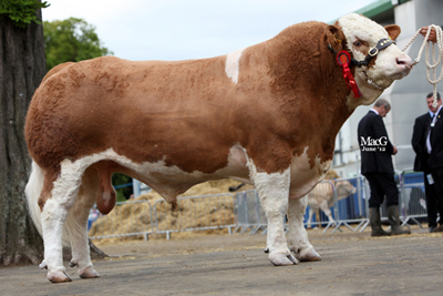 fe Bridgette bull 400px