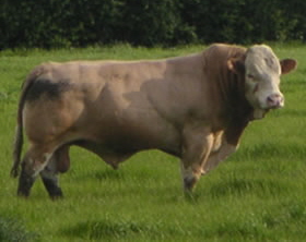 SACOMBE ROCHESTER - "A complete meat machine" 