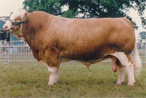 Hockenhull Marvel "Sire of sires"
