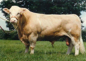 BLACKFORD REGENT - "One of Marvels very best" 