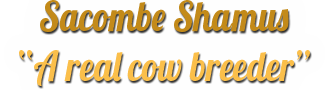 shams-title
