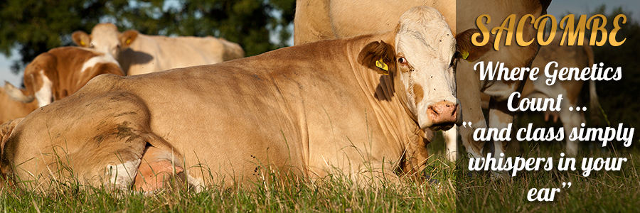 Sacombe Simmentals - Where Genetics Count! 